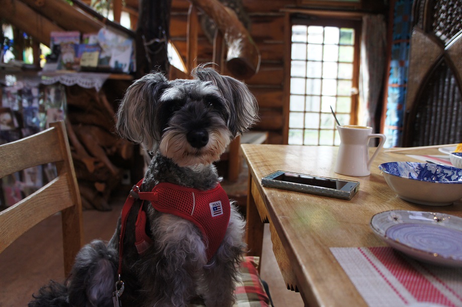 食事中まってます犬